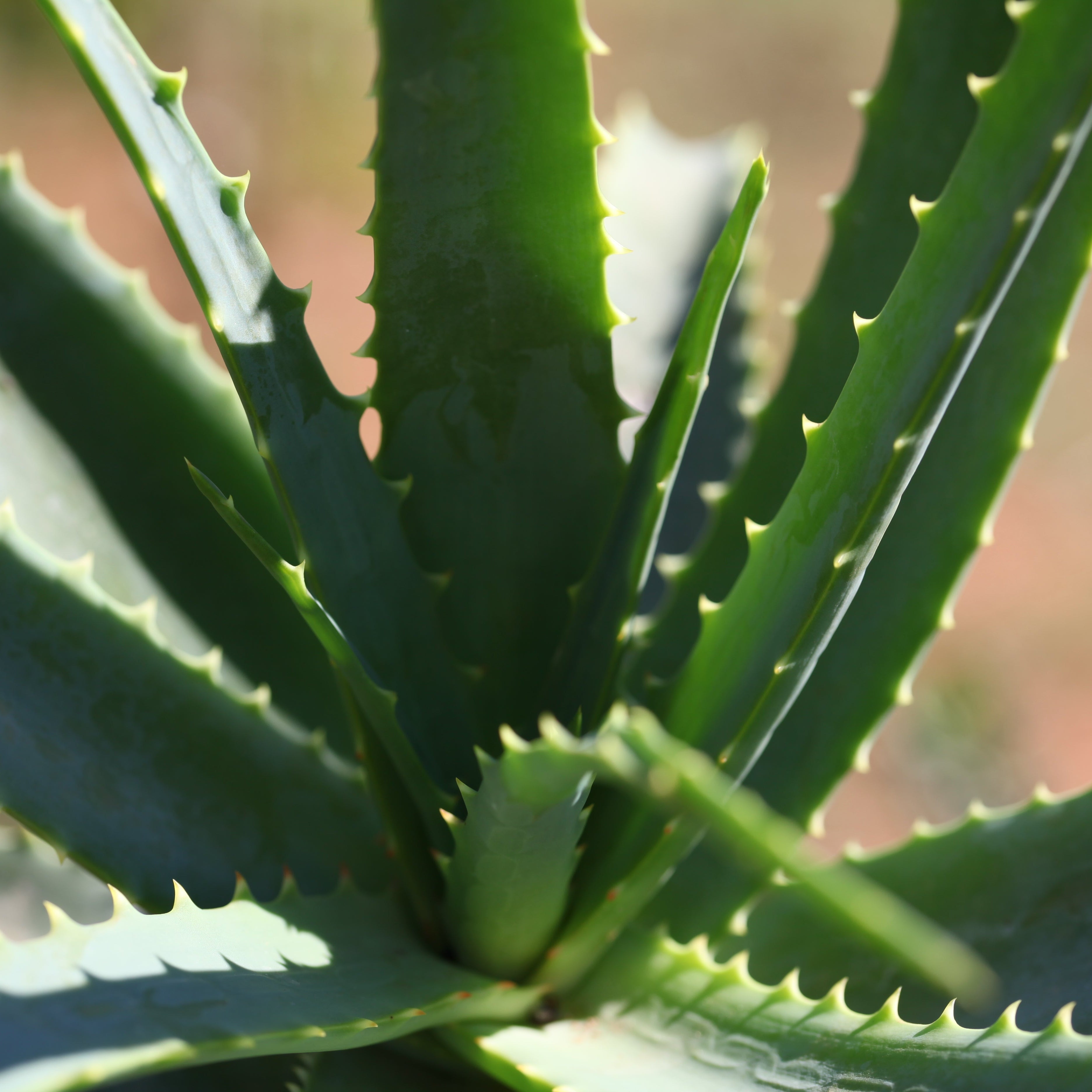 Aloe Arborescens Coltivazione Marsala | Teo Natura