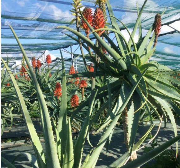 Propriet e Benefici dell'Aloe Arborescens  Teo Natura