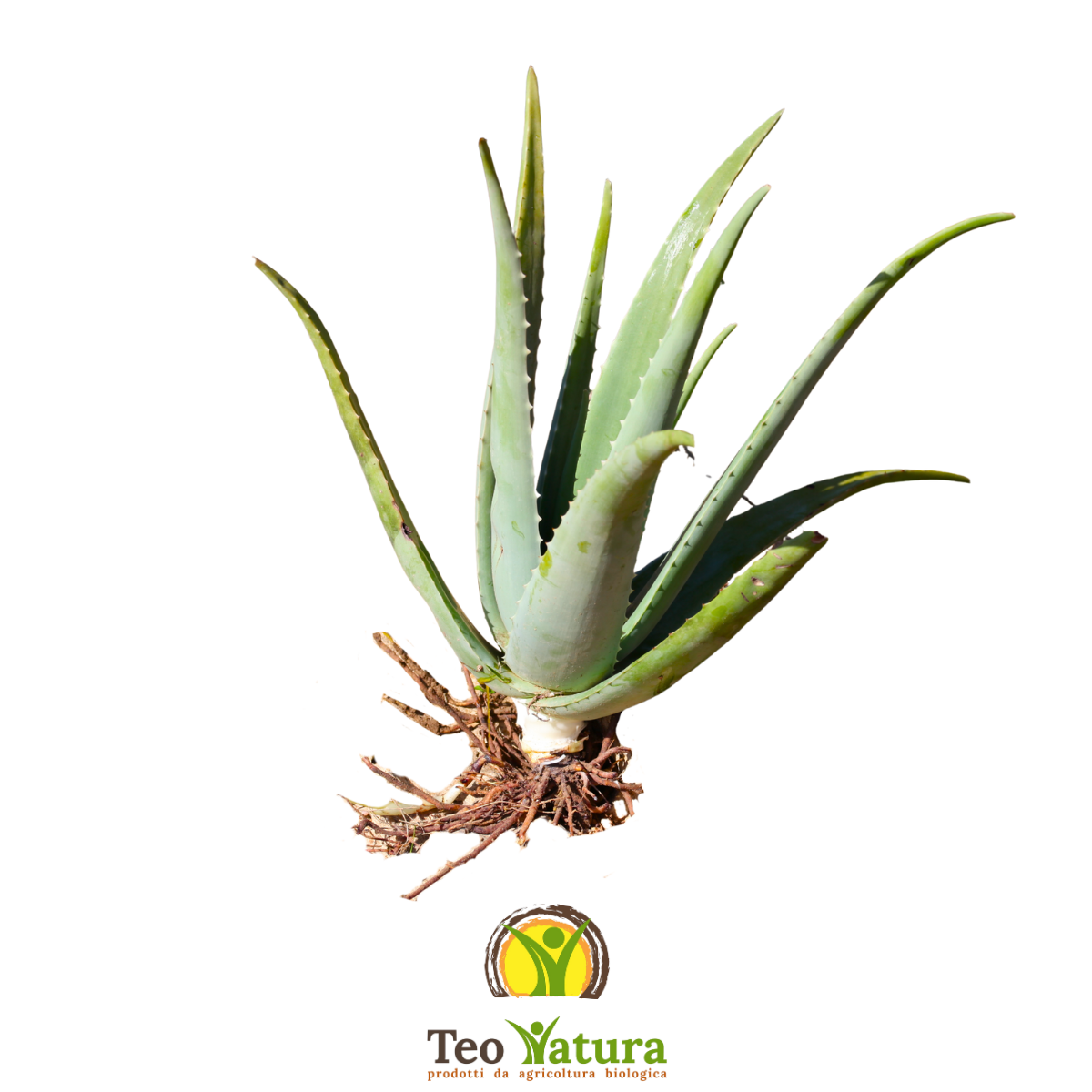 Pianta Aloe Vera Biologica con Radici