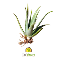 Pianta Aloe Vera Biologica con Radici