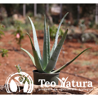 Pianta Aloe Vera Biologica