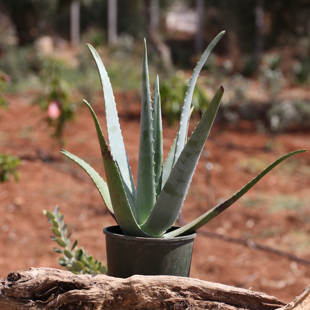 Pianta Aloe Vera Biologica