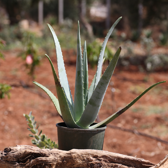 Pianta Aloe Vera Biologica