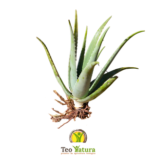 Pianta Aloe Vera Biologica con Radici (Senza Vaso)