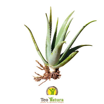 Plante d'Aloe Vera Bio avec Racines (Sans Pot)