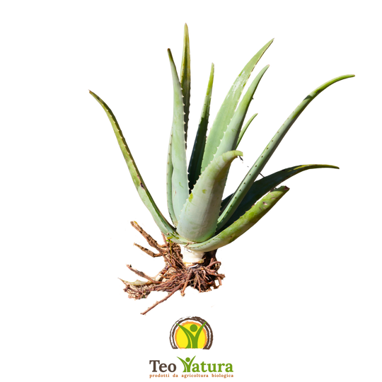 Pianta Aloe Vera Biologica con Radici
