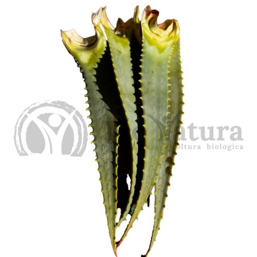 Foglie Fresche Aloe Arborescens Bio