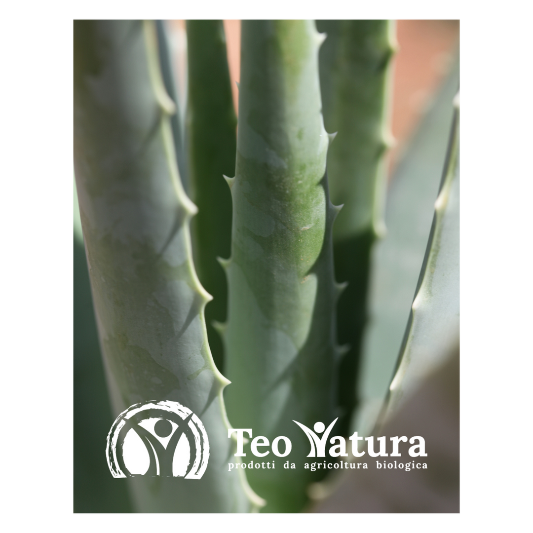 Pianta Aloe Vera Biologica