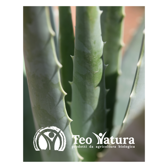 Pianta Aloe Vera Biologica