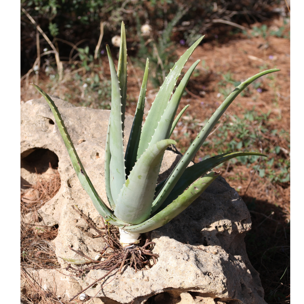 Pianta Aloe Vera Biologica con Radici