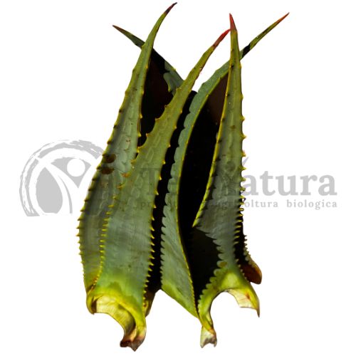 Foglie Fresche Aloe Arborescens Bio