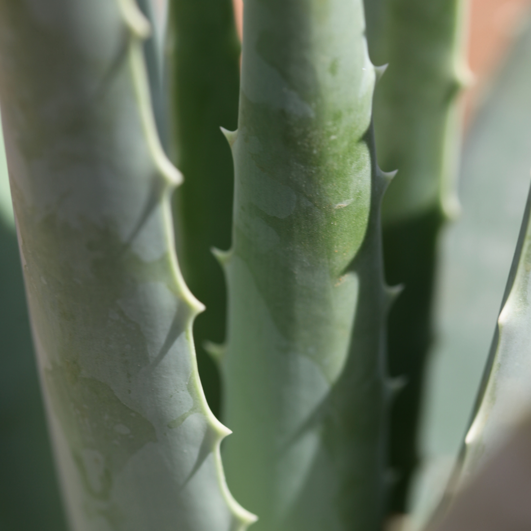 Pianta Aloe Vera Biologica