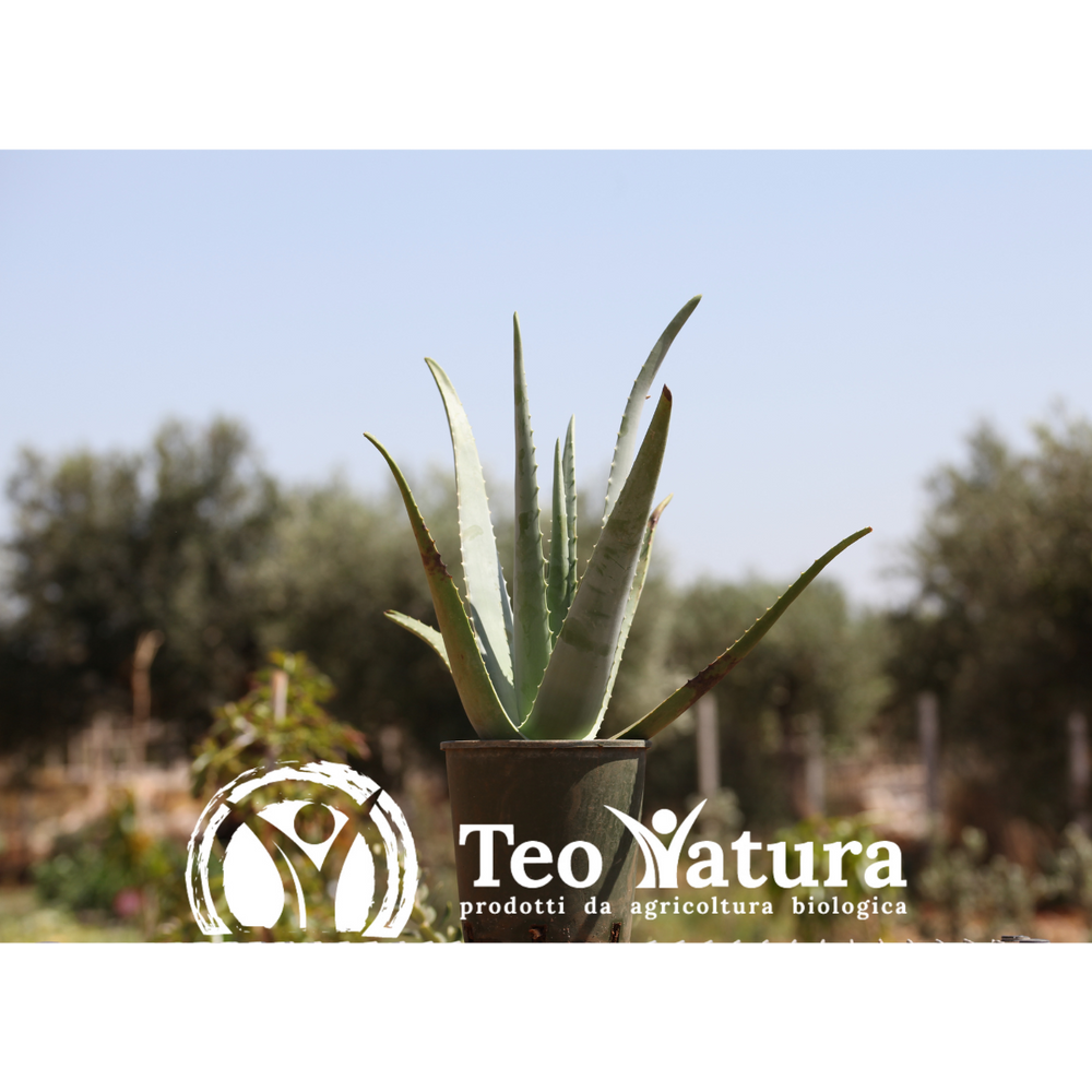 Pianta Aloe Vera Biologica