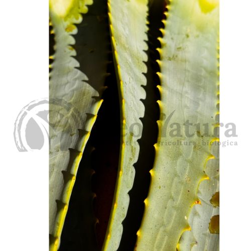 Foglie Fresche Aloe Arborescens Bio