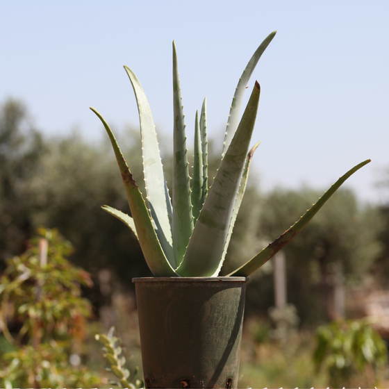 Pianta Aloe Vera Biologica