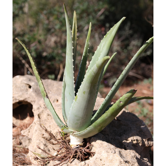 Pianta Aloe Vera Biologica con Radici