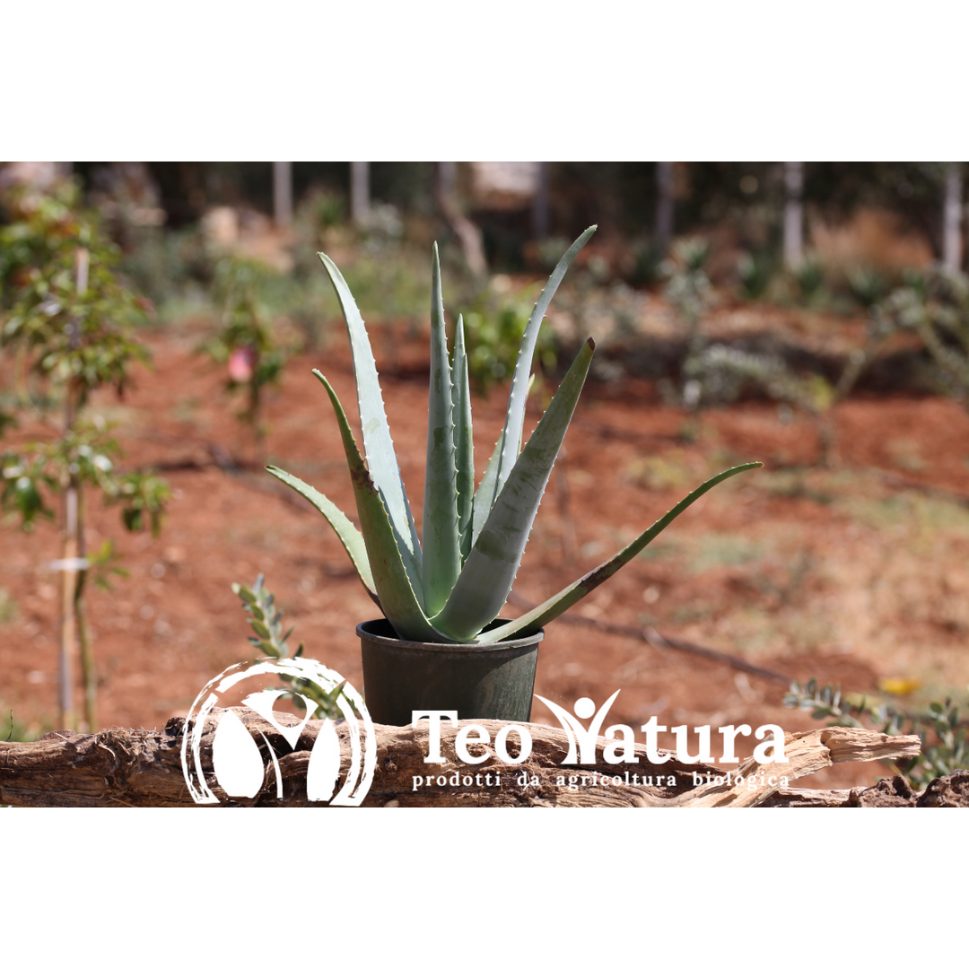 Pianta Aloe Vera Biologica