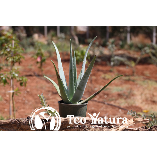 Pianta Aloe Vera Biologica