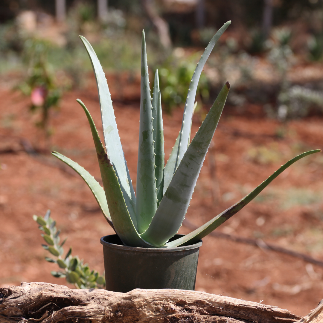 Pianta Aloe Vera Biologica