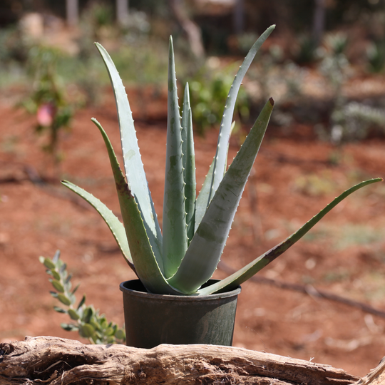 Pianta Aloe Vera Biologica