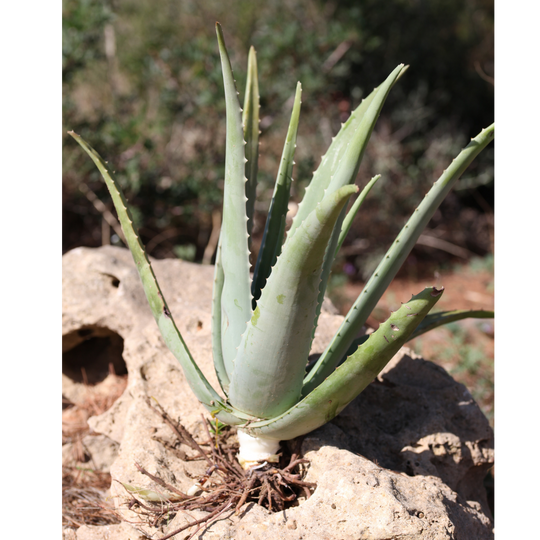 Pianta Aloe Vera Biologica con Radici