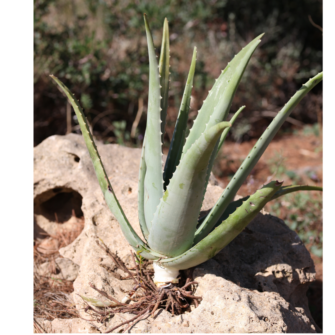 Pianta Aloe Vera Biologica con Radici