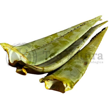 Foglie di Aloe Vera (o barbadensis) BIO