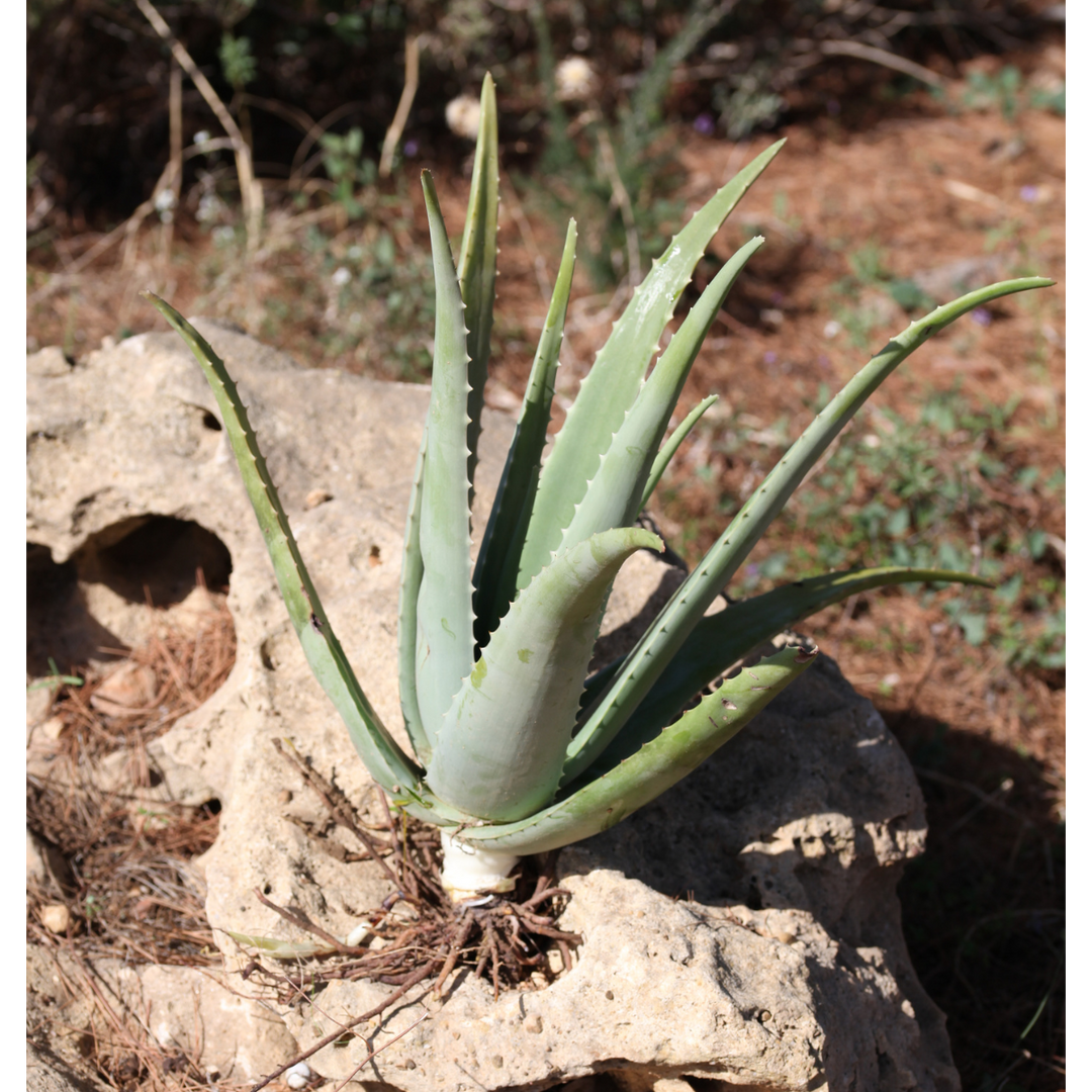 Pianta Aloe Vera Biologica con Radici