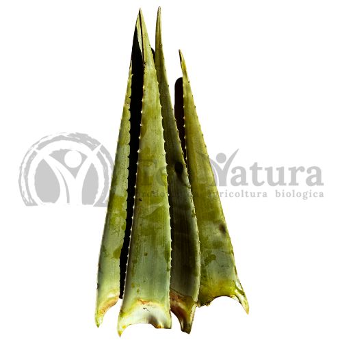 Foglie di Aloe Vera (o barbadensis) BIO