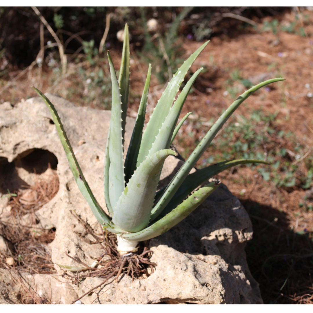 Pianta Aloe Vera Biologica con Radici