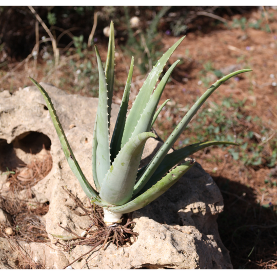 Pianta Aloe Vera Biologica con Radici