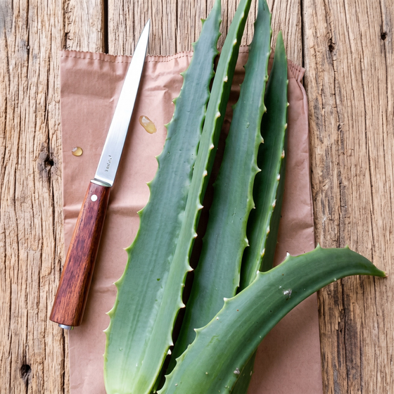 Foglie Fresche Aloe Arborescens Bio