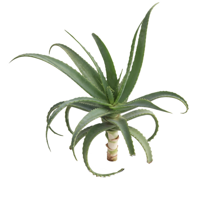 Pianta di Aloe Arborescens Biologica - Priva di Radici