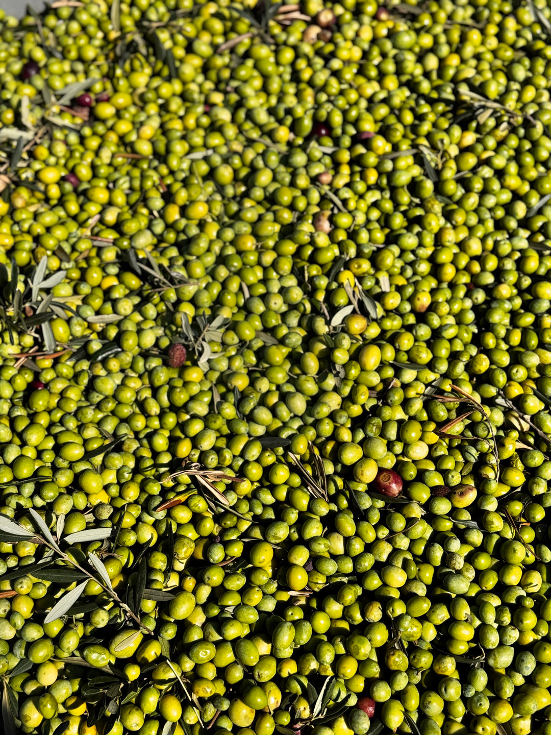 Olio Extra Vergine di Oliva Biologico - 5 Litri