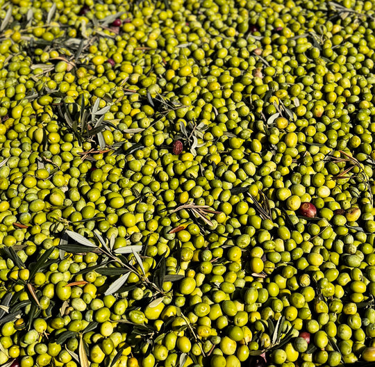 Olio Extra Vergine di Oliva Biologico - 5 Litri