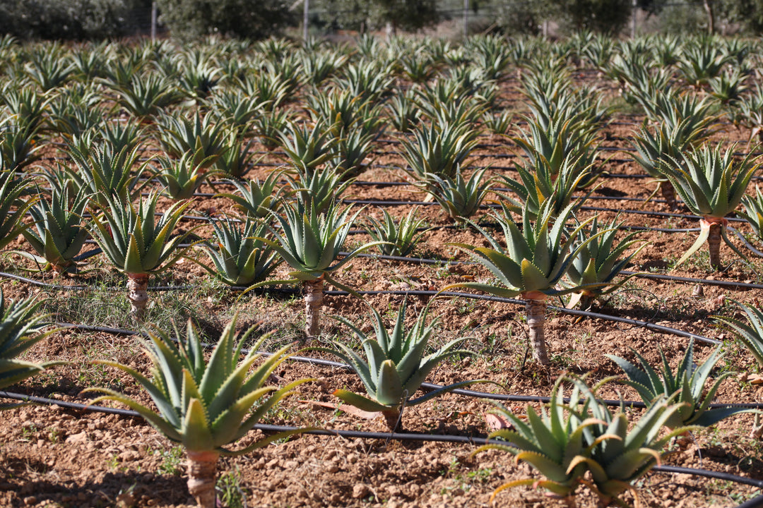 Aloe Arborescens e Miele, Ricetta del Frate, Padre Romano Zago | 750ml