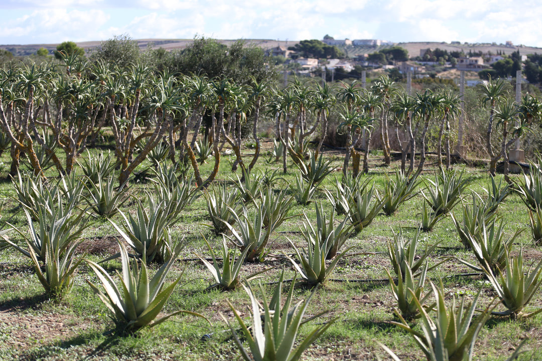 Aloe Arborescens e Miele, Ricetta del Frate, Padre Romano Zago | 750ml