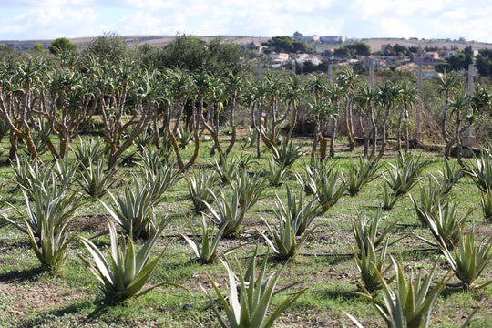Aloe Arborescens e Miele, Ricetta del Frate, Padre Romano Zago | 750ml