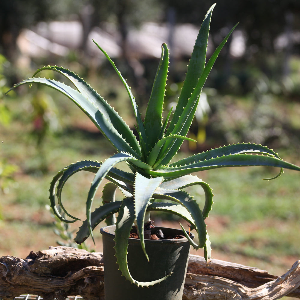 Pianta Aloe Arborescens