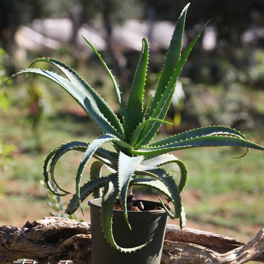 Pianta Aloe Arborescens