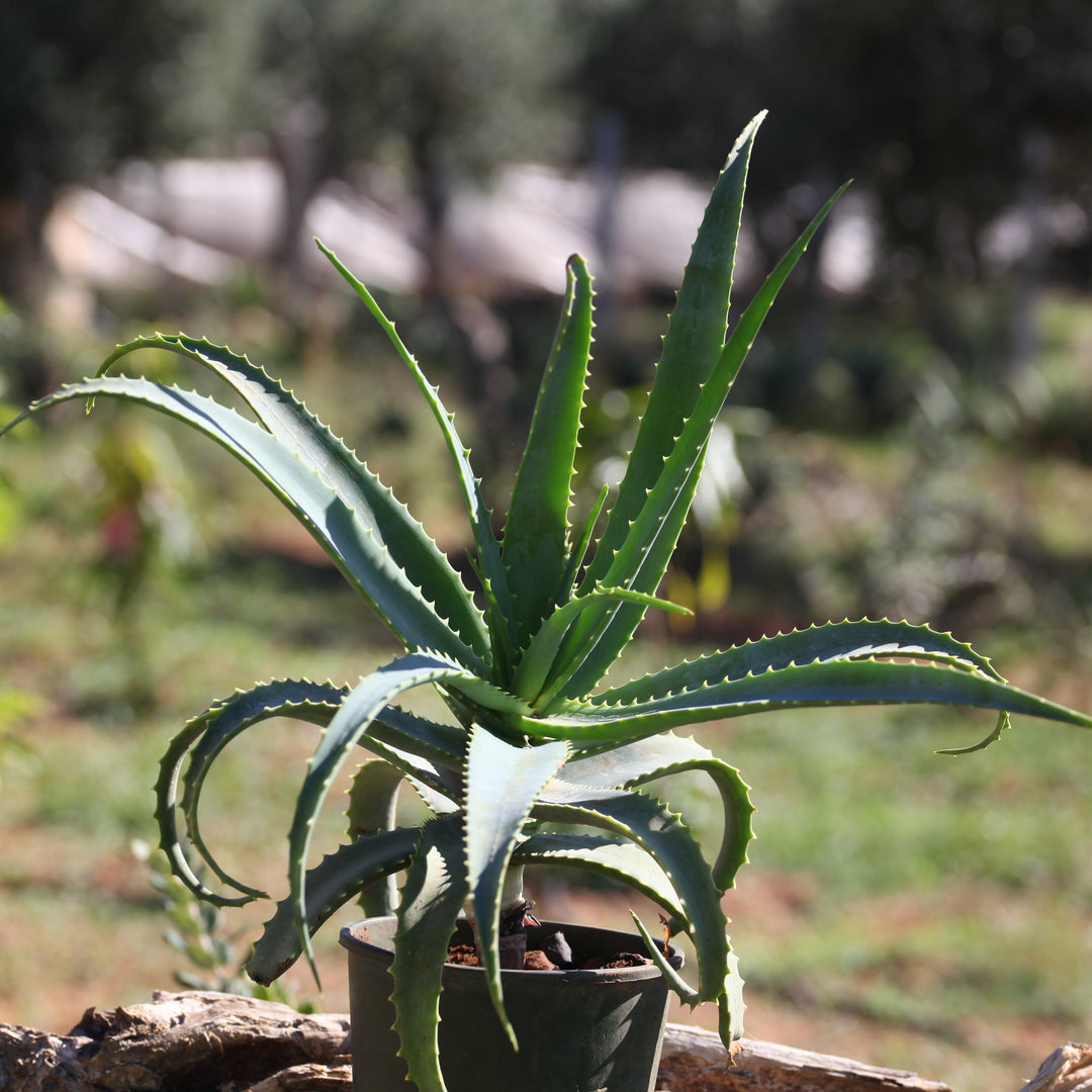 Pianta Aloe Arborescens