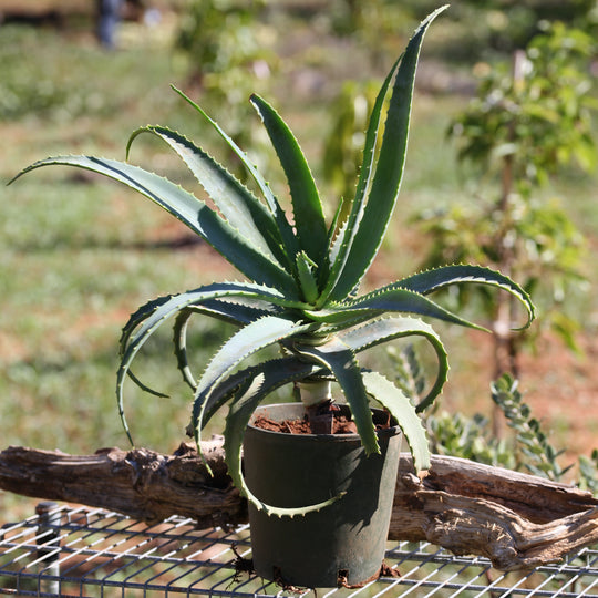 Pianta Aloe Arborescens