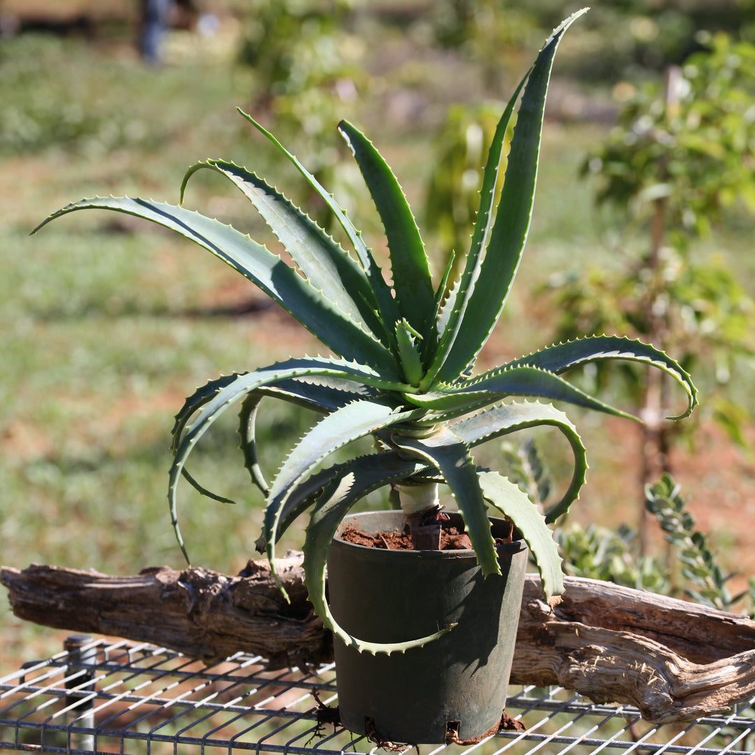 Pianta Aloe Arborescens