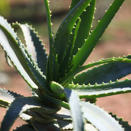 Pianta Aloe Arborescens
