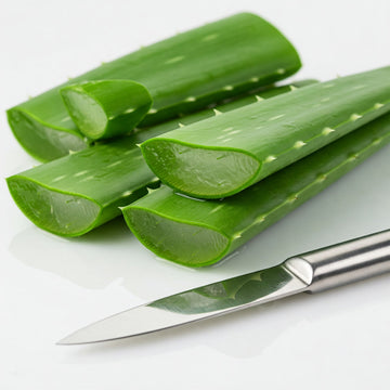 Aloe Vera Leaves (or barbadensis) BIO 1 Kg