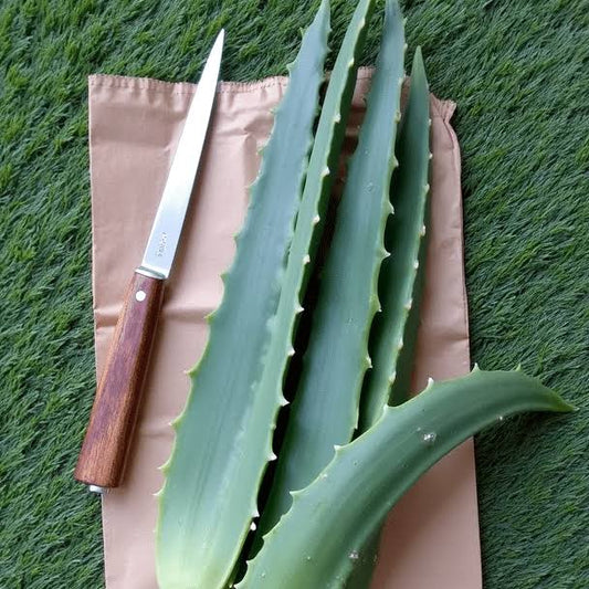 Foglie di Aloe Arborescens BIO 1Kg