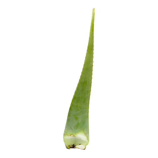 Foglie di Aloe Vera (o barbadensis) BIO 1 Kg