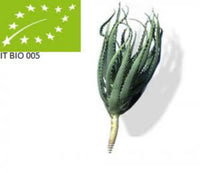 Pianta di Aloe Arborescens Biologica - Priva di Radici