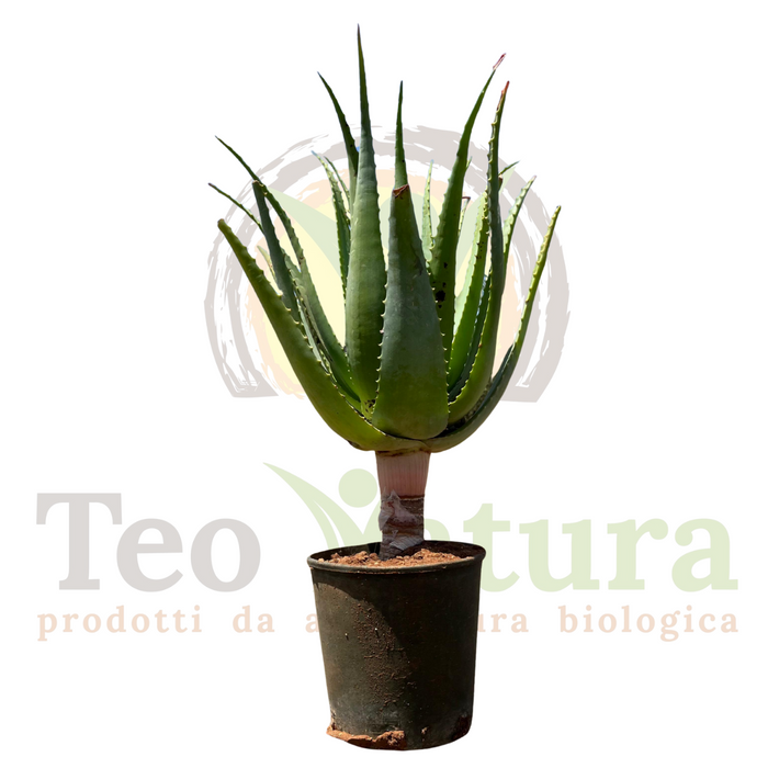 Pianta Aloe Arborescens a Foglia Larga