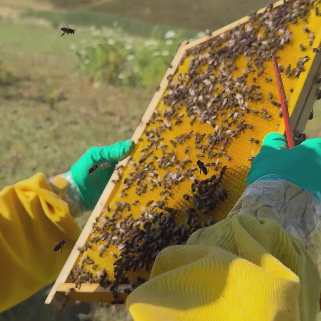 Miele Millefiori Biologico in Favo (200g)